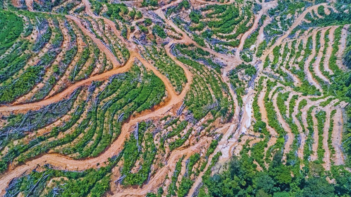 Livelihood- Deforestasi- IDN